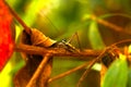 Colorful Grasshopper-Tropical Rainforest ,SabahÃ¯Â¼ÅBorneo