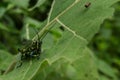 Colorful grasshopper