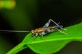 Colorful Grasshopper climbing over green leafs, in Cuyabeno National Park, in Ecuador