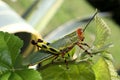 Colorful grasshopper