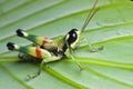 Colorful Grasshopper macro