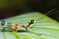 Colorful Grasshopper macro