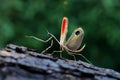 Colorful grasshopper `Pre-copulatory Peacock mantis` walking in the forest.