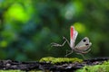 Colorful grasshopper `Pre-copulatory Peacock mantis` walking in the forest.