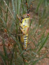 Colorful grasshopper with red eyes on grass in Swaziland