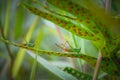 2 colourful grasshoppers on a leaf in Hawai