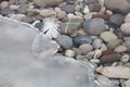 Colorful gravel stones at the icy lake shore, white feather