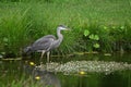 Colorful Great Blue Heron bird walks along the edge of a river Royalty Free Stock Photo