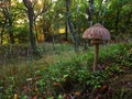 The colorful great Macrolepiota Procera in forest