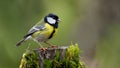 Colorful Great Tit Bird Singing on Mossy Stump Royalty Free Stock Photo