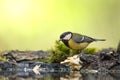 Colorful great tit Parus major drinking water on forest puddle, photographed in horizontal, summer time