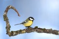 Colorful great tit Parus major perched on a tree trunk, photographed in horizontal, winter time, amazing winter blue backgroun Royalty Free Stock Photo