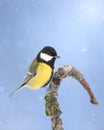 Colorful great tit Parus major perched on a tree trunk, photographed in horizontal, winter time, winter blue backgroun Royalty Free Stock Photo