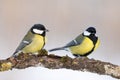 Colorful great tit Parus major perched on a tree trunk, photographed in horizontal, winter time, winter blue backgroun Royalty Free Stock Photo