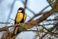 Colorful great tit or Parus major perches on a branch