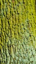 Colorful green ancient forest tree trunk bark covered with lichen, Germany, closeup, details Royalty Free Stock Photo