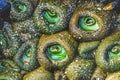 Colorful Green Anemones Low Tide Pools Canon Beach Oregon