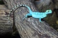 Colorful green basilisk lizard