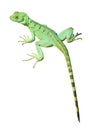 Colorful green basilisk lizard isolated Royalty Free Stock Photo