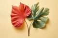 Colorful green beauty bloom orange nature decorative plants tailflower red flora tropical