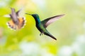 Colorful green and blue hummingbird hovering with tongue out and another hummingbird in background Royalty Free Stock Photo