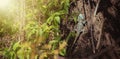 Colorful green and blue lizard on the tree with blurred background. Selective focus. Animal, background, outdoor and nature