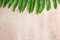 Colorful green fern leaves on old paper texture for background ,  copy space Royalty Free Stock Photo