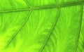 Colorful green foliage texture with vein patterns natural background Royalty Free Stock Photo