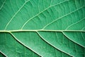 Colorful green foliage texture with vein seamless patterns for background Royalty Free Stock Photo