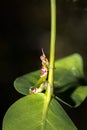 Colorful Green Grasshopper camouflaged on a green plant, Madagascar