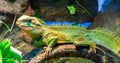 Colorful green iguana with open mouth sitting on a tree branch a tropical terrarium pet