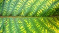 Colorful  green leaves closeup. Abstract  background. Royalty Free Stock Photo