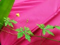 Colorful green leaves of gourd with pink umbrella background. Royalty Free Stock Photo