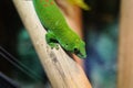 Colorful Green lizard on branch of tree Royalty Free Stock Photo