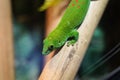 Colorful Green lizard on branch of tree Royalty Free Stock Photo