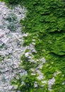 Colorful green moss texture. Photo depicting a bright bushy lichen on an old gray stone wall. Closeup, macro view. Royalty Free Stock Photo