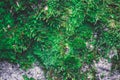 Colorful green moss texture. Photo depicting a bright bushy lichen on an old gray stone wall. Closeup, macro view. Royalty Free Stock Photo