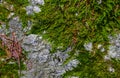 Colorful green moss texture. Photo depicting a bright bushy lichen on an old gray stone wall. Closeup, macro view. Royalty Free Stock Photo