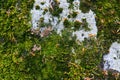 Colorful green moss texture. Photo depicting a bright bushy lichen on an old gray stone wall. Closeup, macro view. Royalty Free Stock Photo