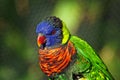 Colorful Green-Naped Lorikeet Bird Royalty Free Stock Photo