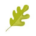 colorful green oak leaf icon Royalty Free Stock Photo