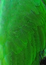 Colorful green parrot wing Plumage Royalty Free Stock Photo