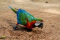 Colorful green and red macaw ara ararauna parrot Royalty Free Stock Photo