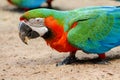 Colorful green and red macaw ara ararauna parrot Royalty Free Stock Photo