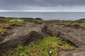 Colorful green red succulent plants growing on lava basalt beaches at the westcoast of Faial Island