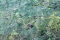 Colorful green sea rocky shore transparent