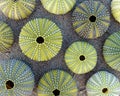 Colorful green sea urchins on wet sand, natural pattern Royalty Free Stock Photo