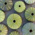 Colorful green sea urchins on wet sand, natural pattern Royalty Free Stock Photo