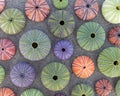 Colorful green, violet, pink and orange sea urchins on wet sand