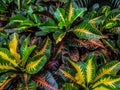Colorful Tropical Leaves Plant Pattern and Texture Background